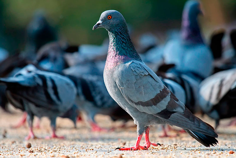 Controle de pragas urbanas pombos