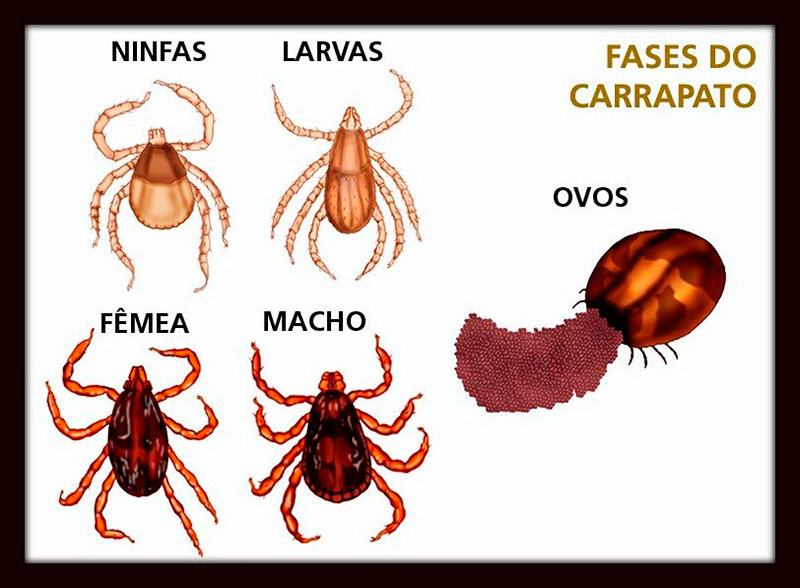 Dedetização de carrapatos